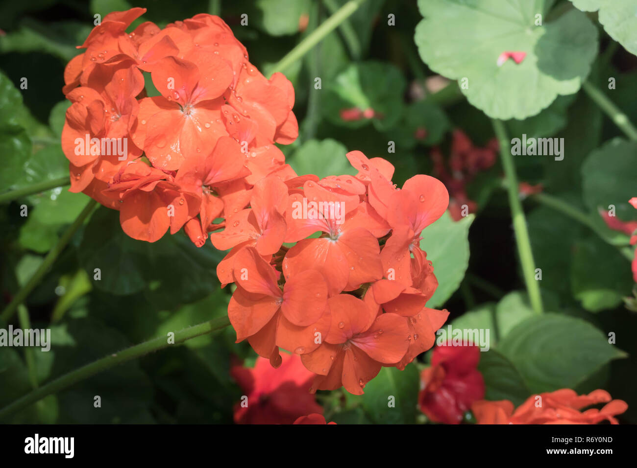 The background image of the colorful flowers Stock Photo - Alamy