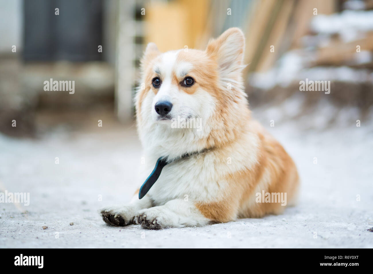 Dog of Corgi breed of red color lies on the snow Stock Photo - Alamy