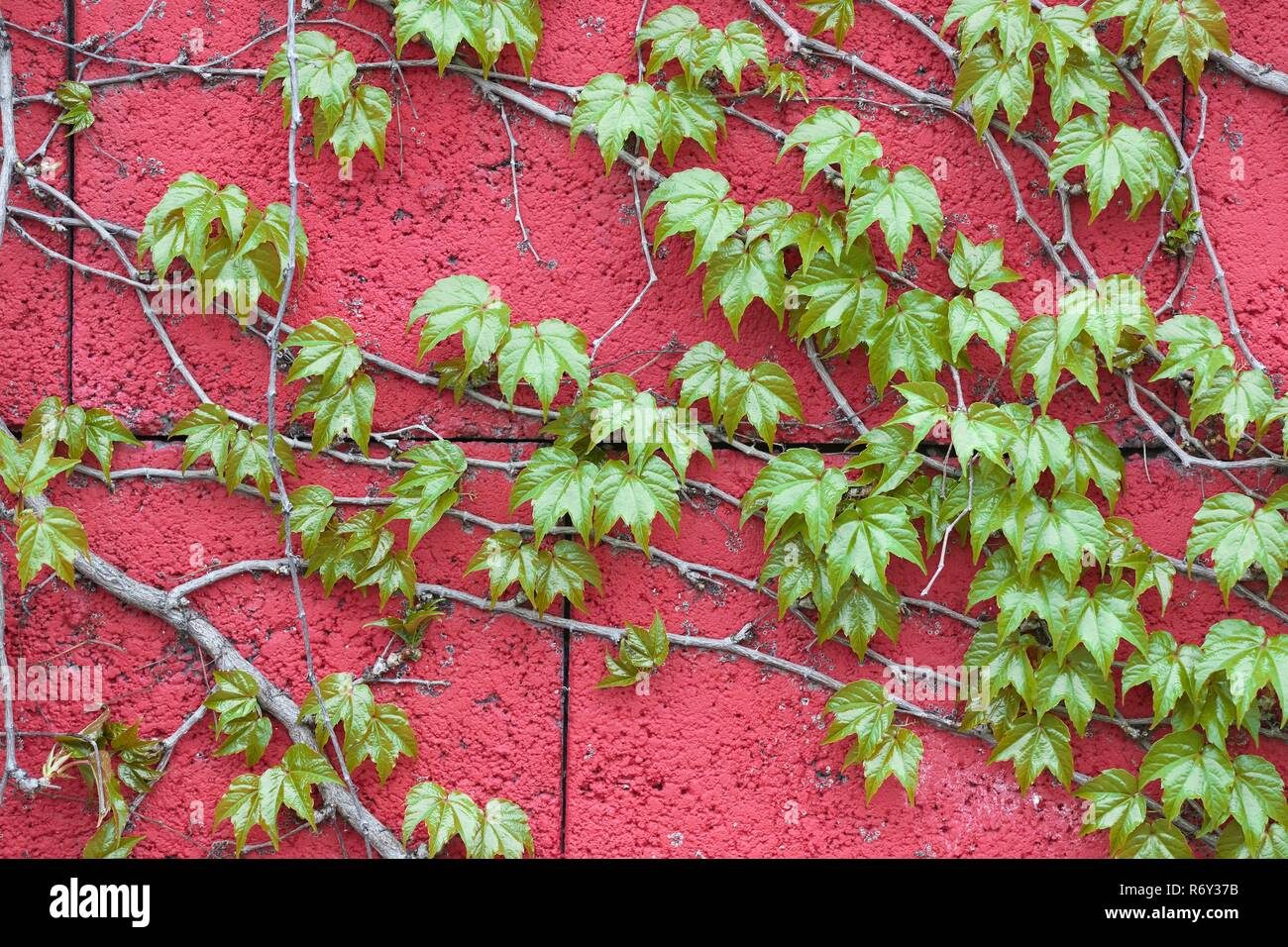 Old ivy road hi-res stock photography and images - Alamy