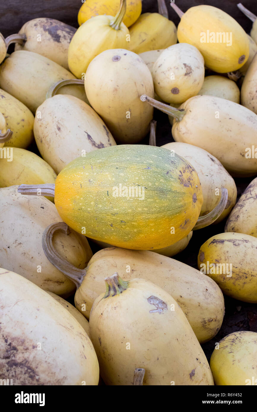 Squash at Detering Farm in Eugene Oregon Stock Photo Alamy