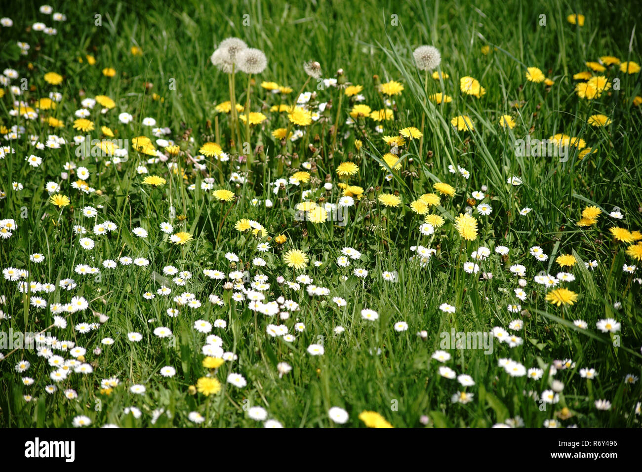 wild meadow with flowers Stock Photo