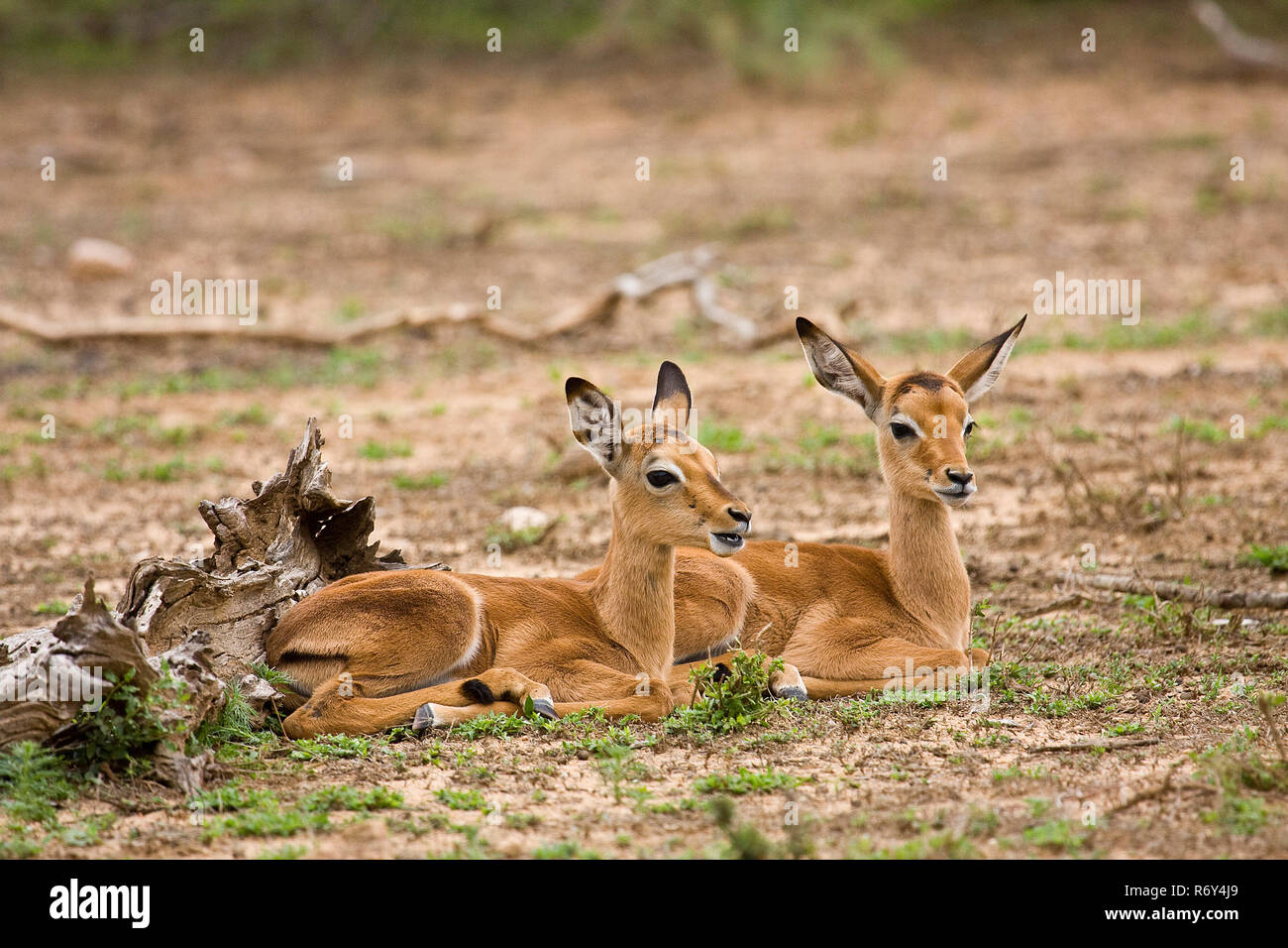 two wild baby impalas having a nap in the bush, Kruger, South Africa Stock Photo