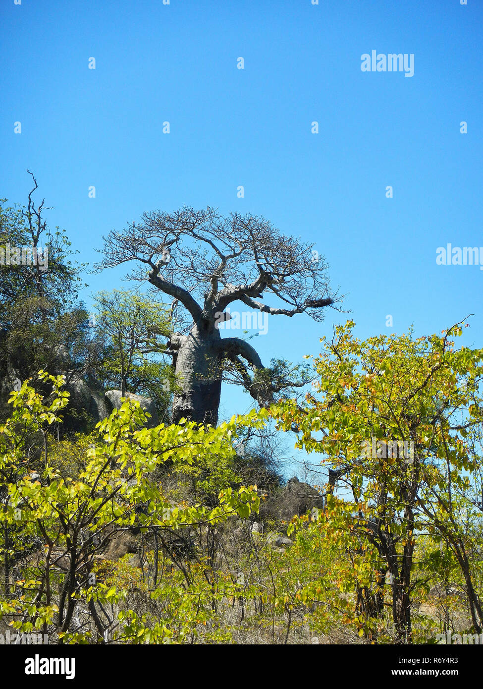 baobab tree ( adansonia ) in a dry savannah, Kruger Park, South Africa Stock Photo