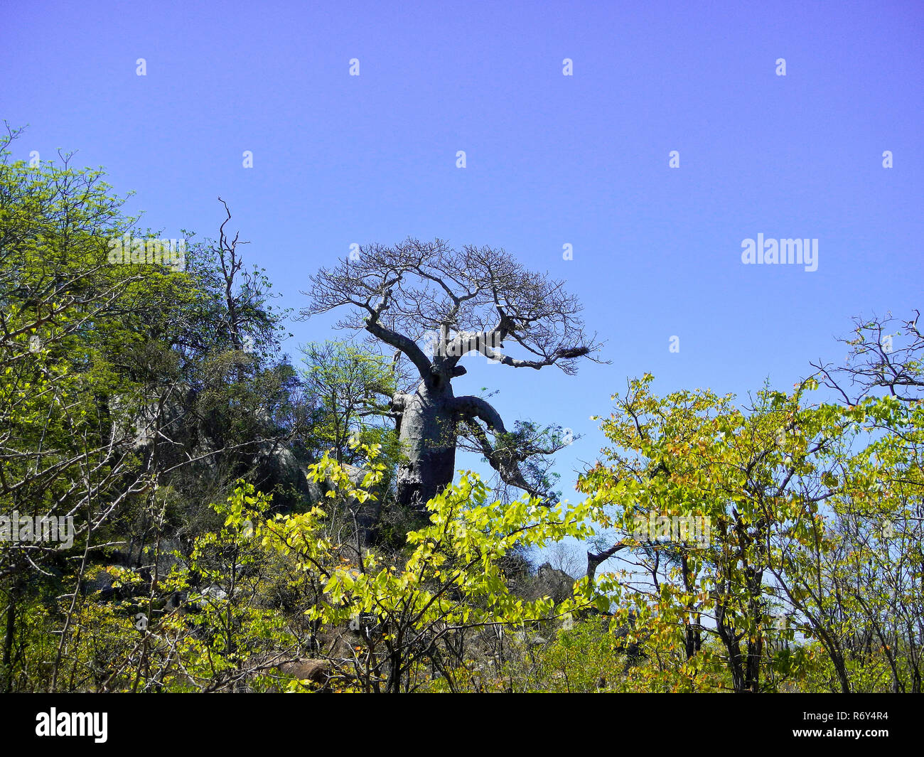 baobab tree in dry vegetation and blue background, Kruger Park, South Africa Stock Photo