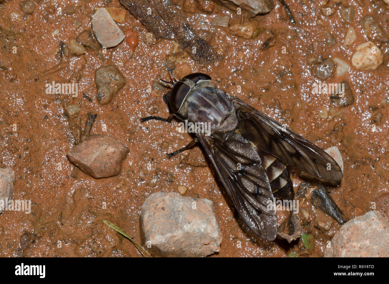 Horse Fly, Tabanus sp., female Stock Photo