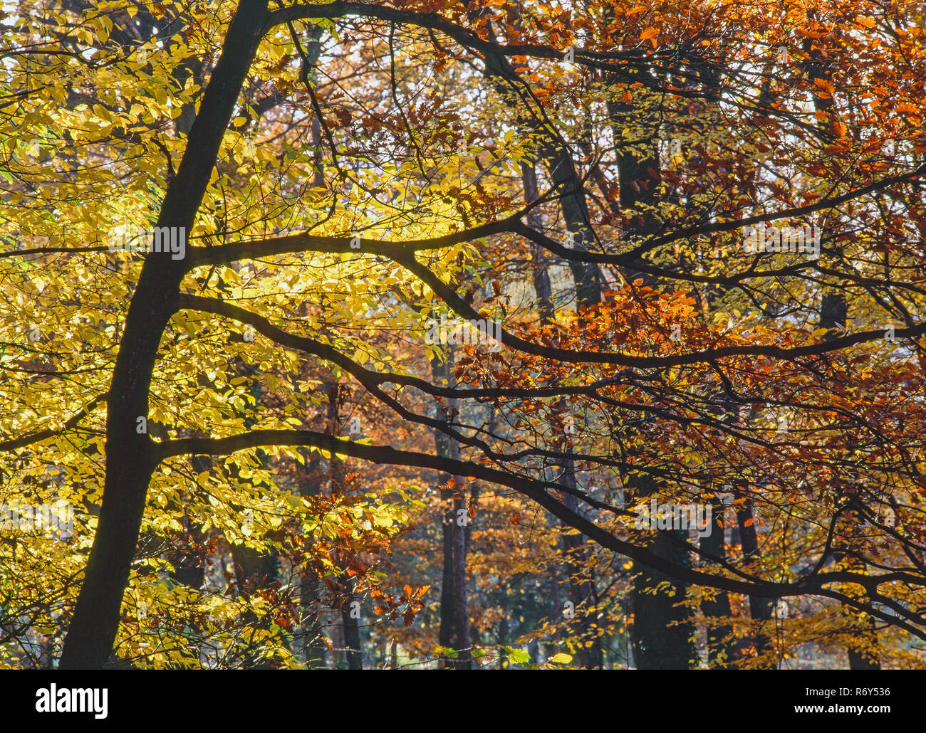 Autumn Forest Stock Photo