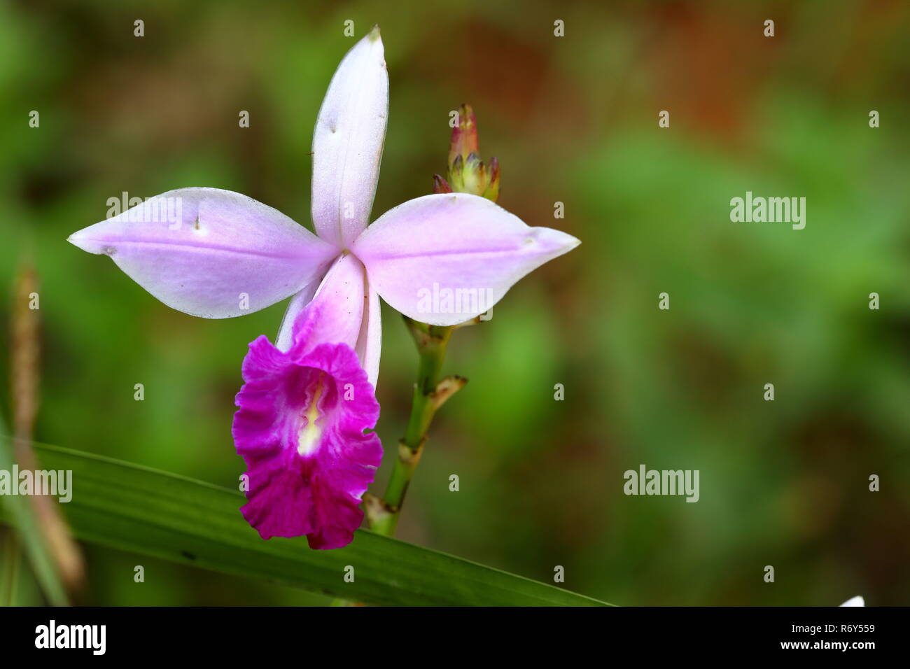 bamboo orchid in the sinharaja jungle of sri lanka Stock Photo