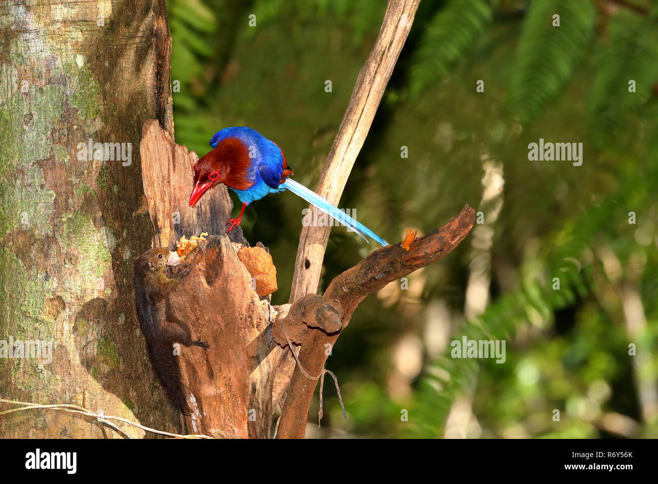 sri lanka blue magpie in the sinharaja jungle Stock Photo - Alamy