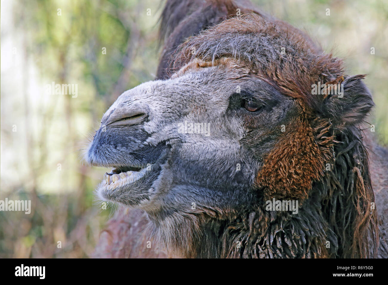 two-tailed camel or camel camelus ferus Stock Photo