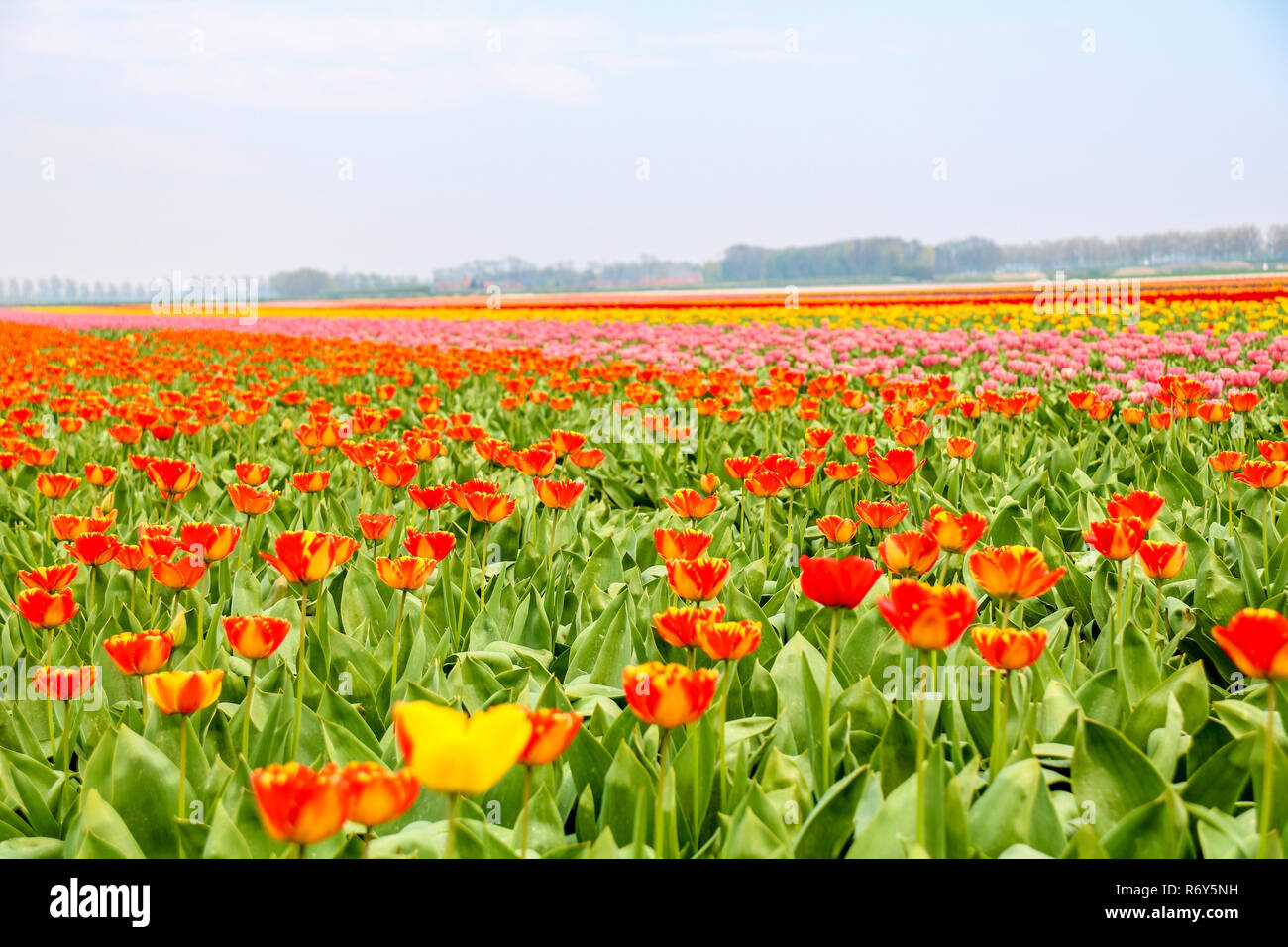 colorful tulip fields in holland in spring Stock Photo - Alamy