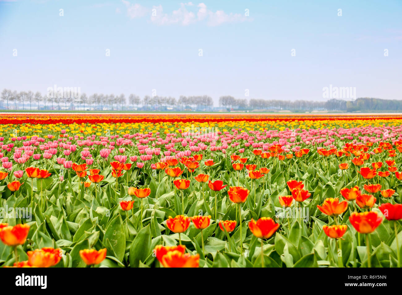 colorful tulip fields in holland in spring Stock Photo - Alamy