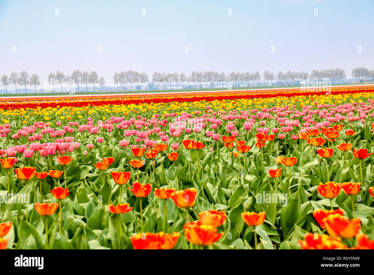 colorful tulip fields in holland in spring Stock Photo - Alamy