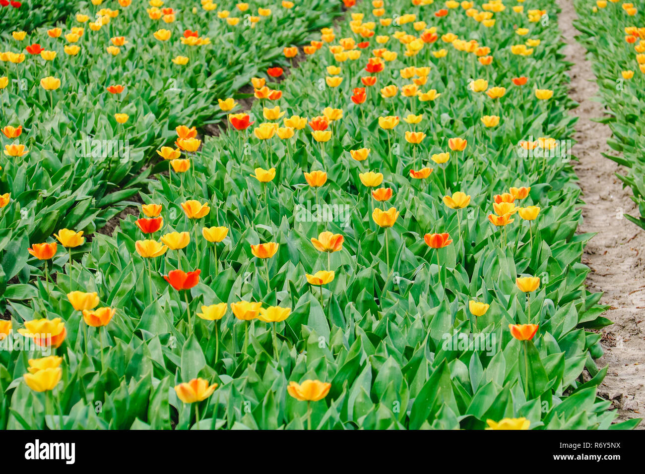 colorful tulip fields in holland in spring Stock Photo - Alamy