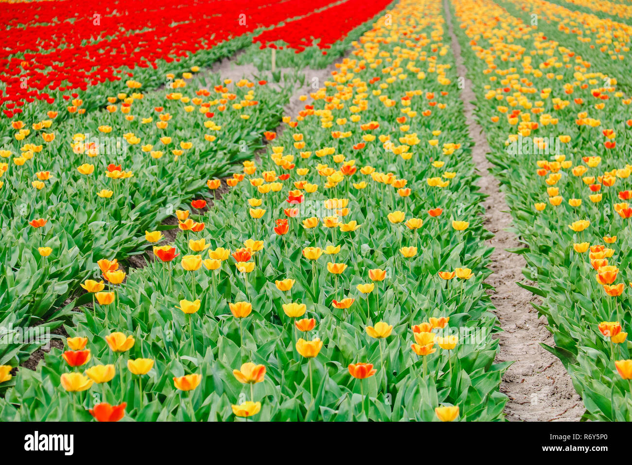 colorful tulip fields in holland in spring Stock Photo - Alamy