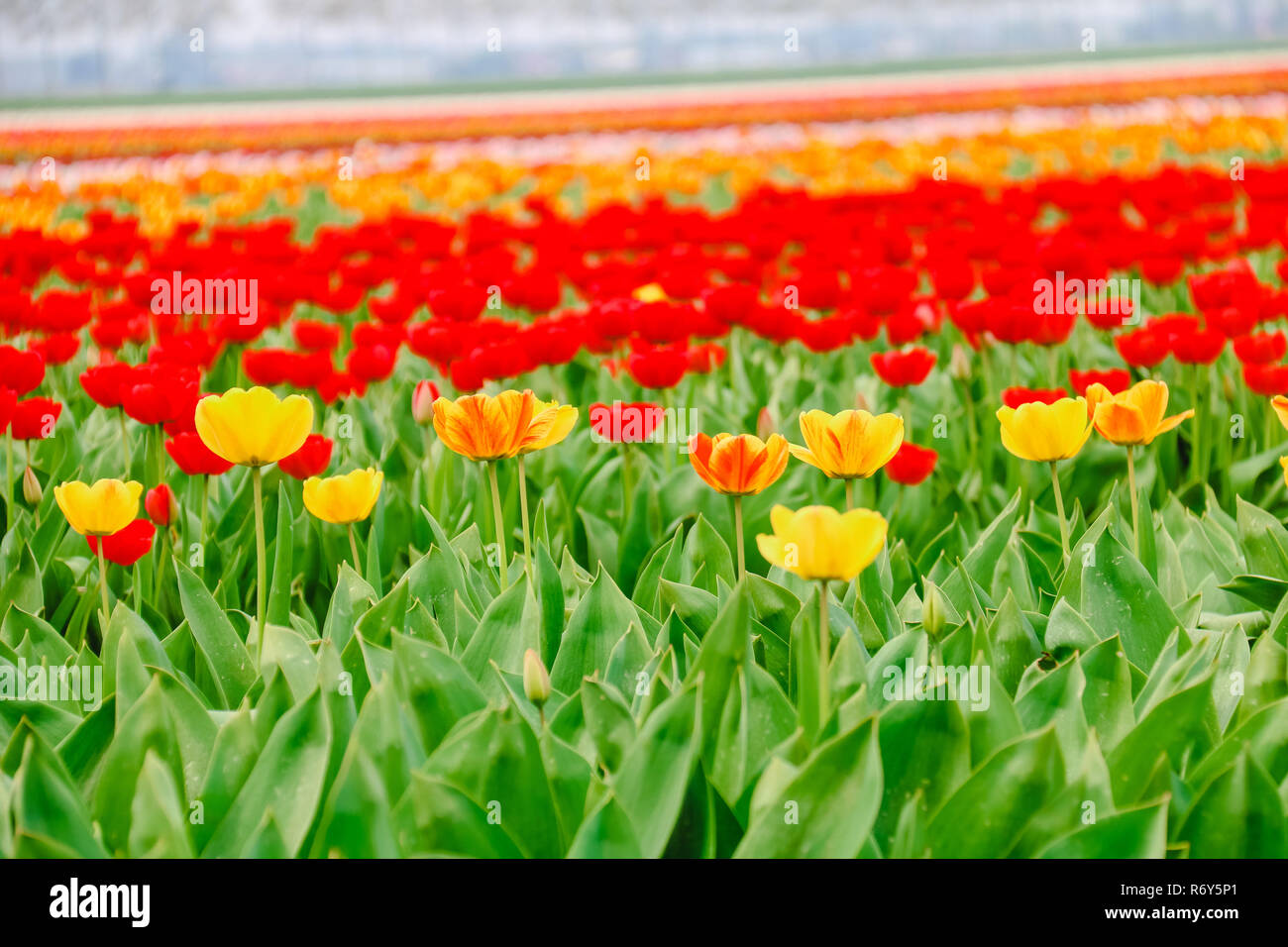 colorful tulip fields in holland in spring Stock Photo - Alamy