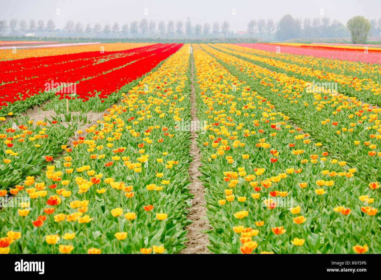 colorful tulip fields in holland in spring Stock Photo - Alamy