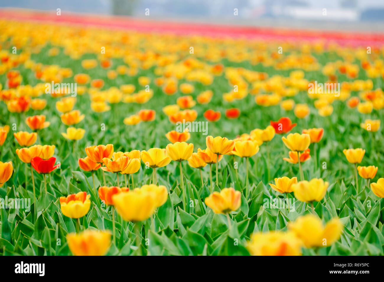 colorful tulip fields in holland in spring Stock Photo - Alamy