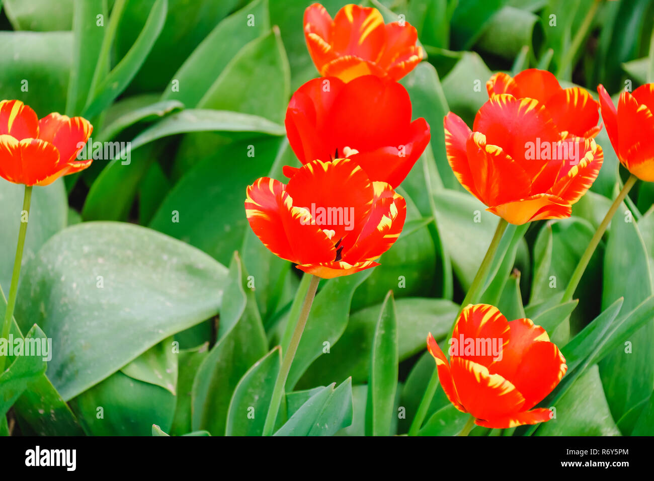 colorful tulip fields in holland in spring Stock Photo - Alamy