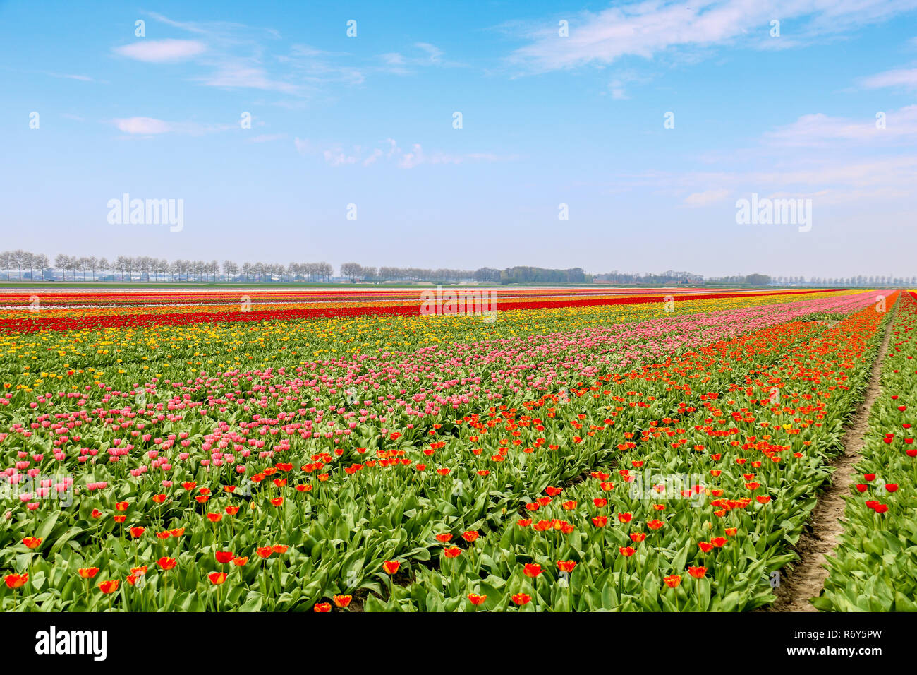 colorful tulip fields in holland in spring Stock Photo - Alamy