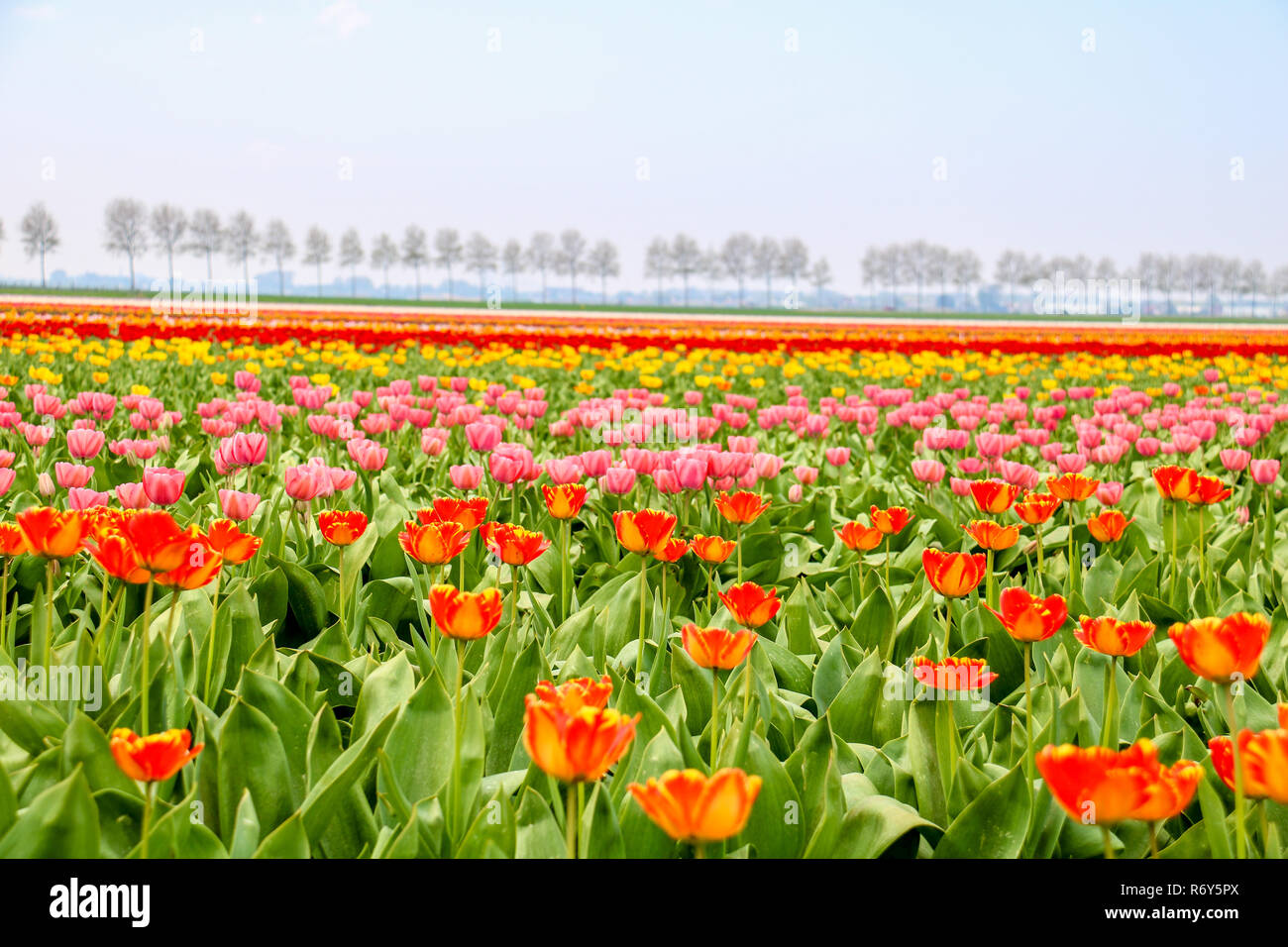 colorful tulip fields in holland in spring Stock Photo - Alamy