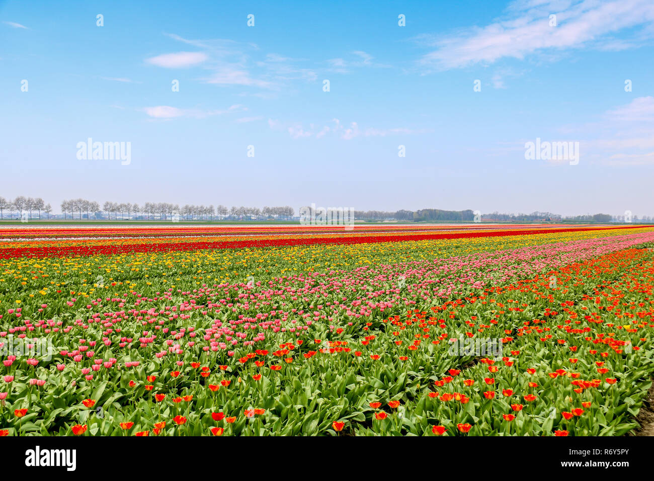 colorful tulip fields in holland in spring Stock Photo - Alamy