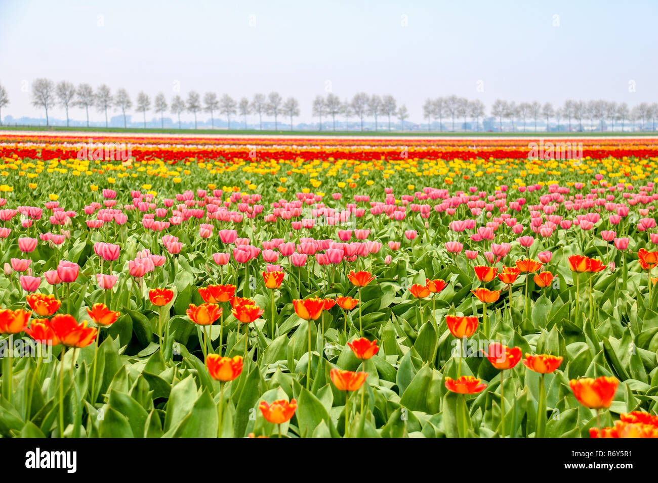 colorful tulip fields in holland in spring Stock Photo - Alamy