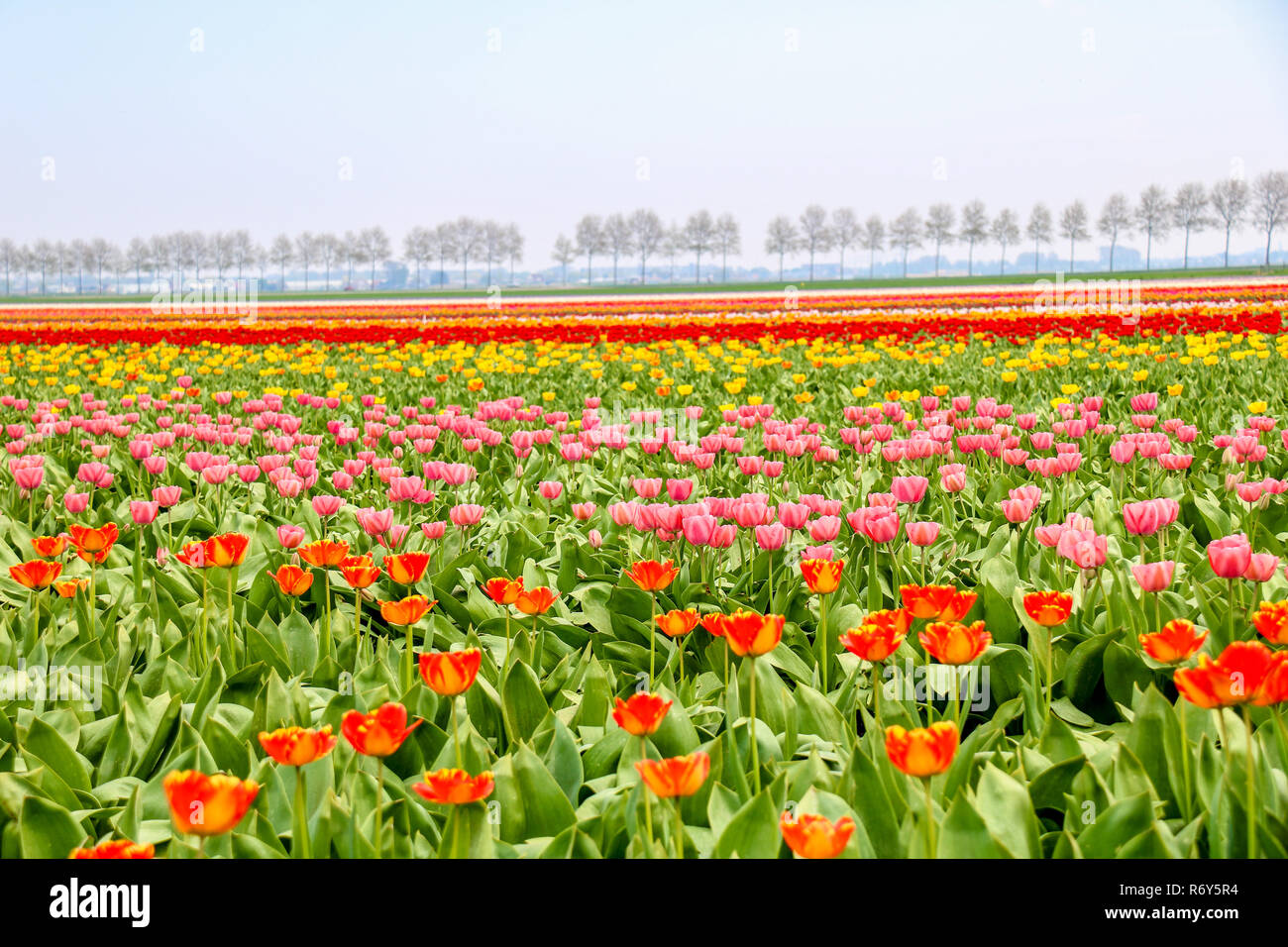 colorful tulip fields in holland in spring Stock Photo - Alamy