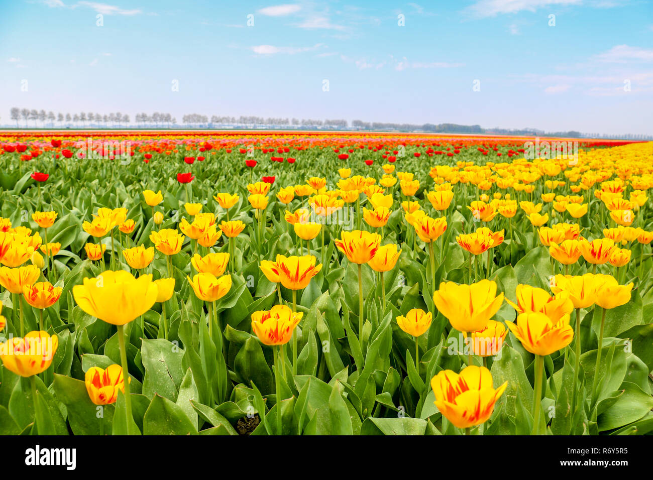 colorful tulip fields in holland in spring Stock Photo - Alamy