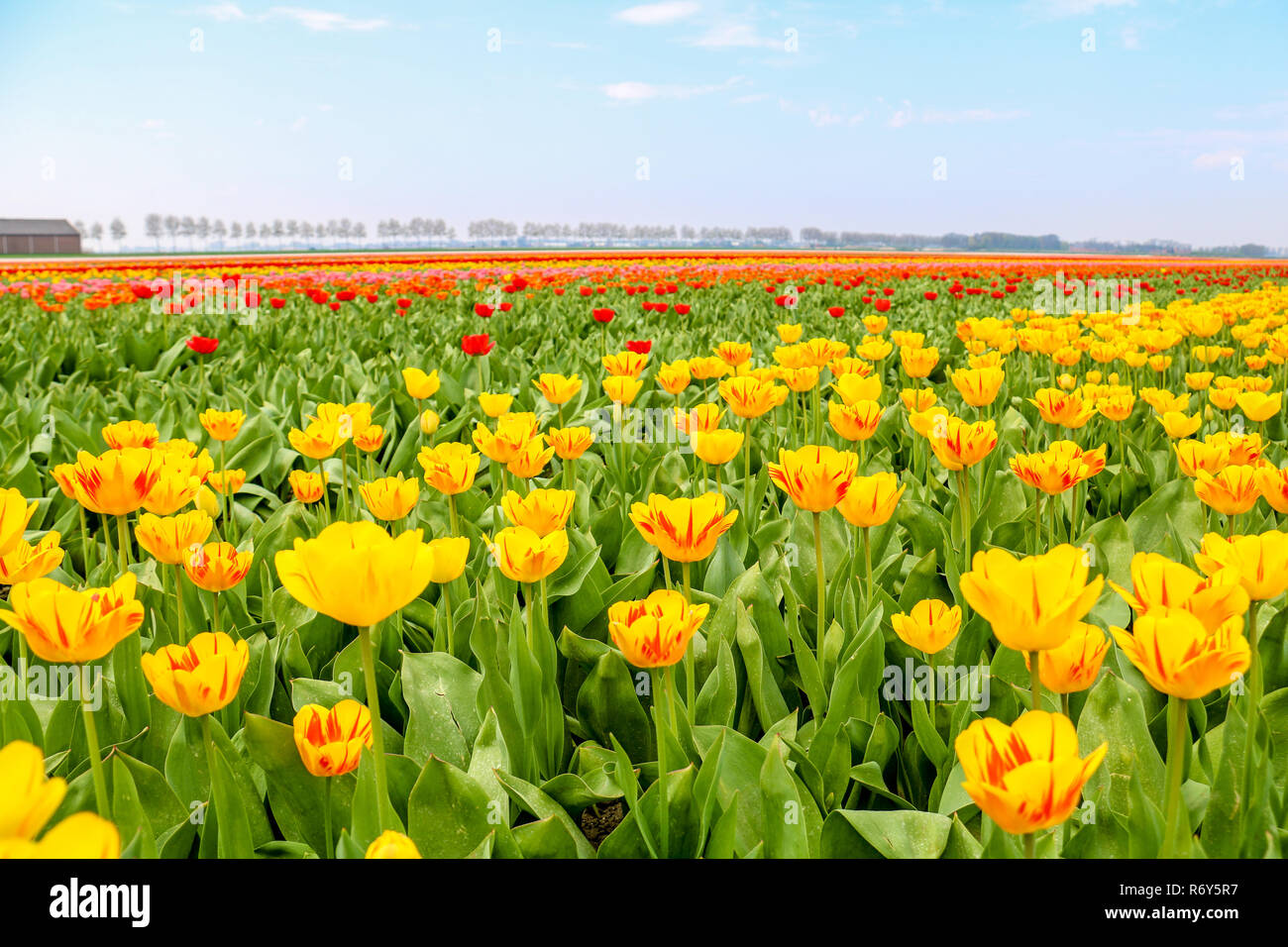 colorful tulip fields in holland in spring Stock Photo - Alamy