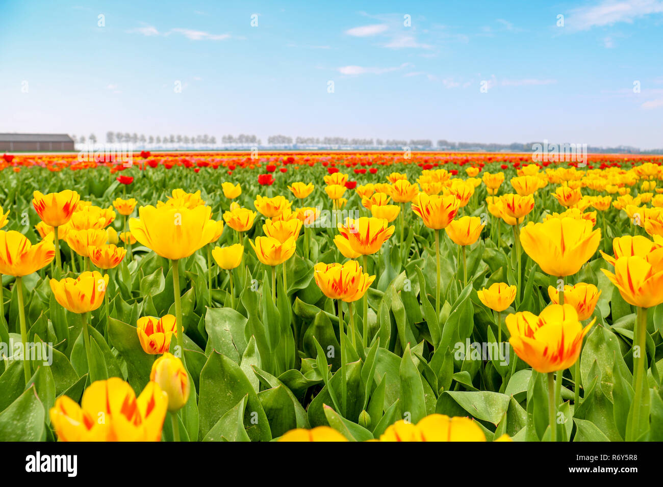 colorful tulip fields in holland in spring Stock Photo - Alamy