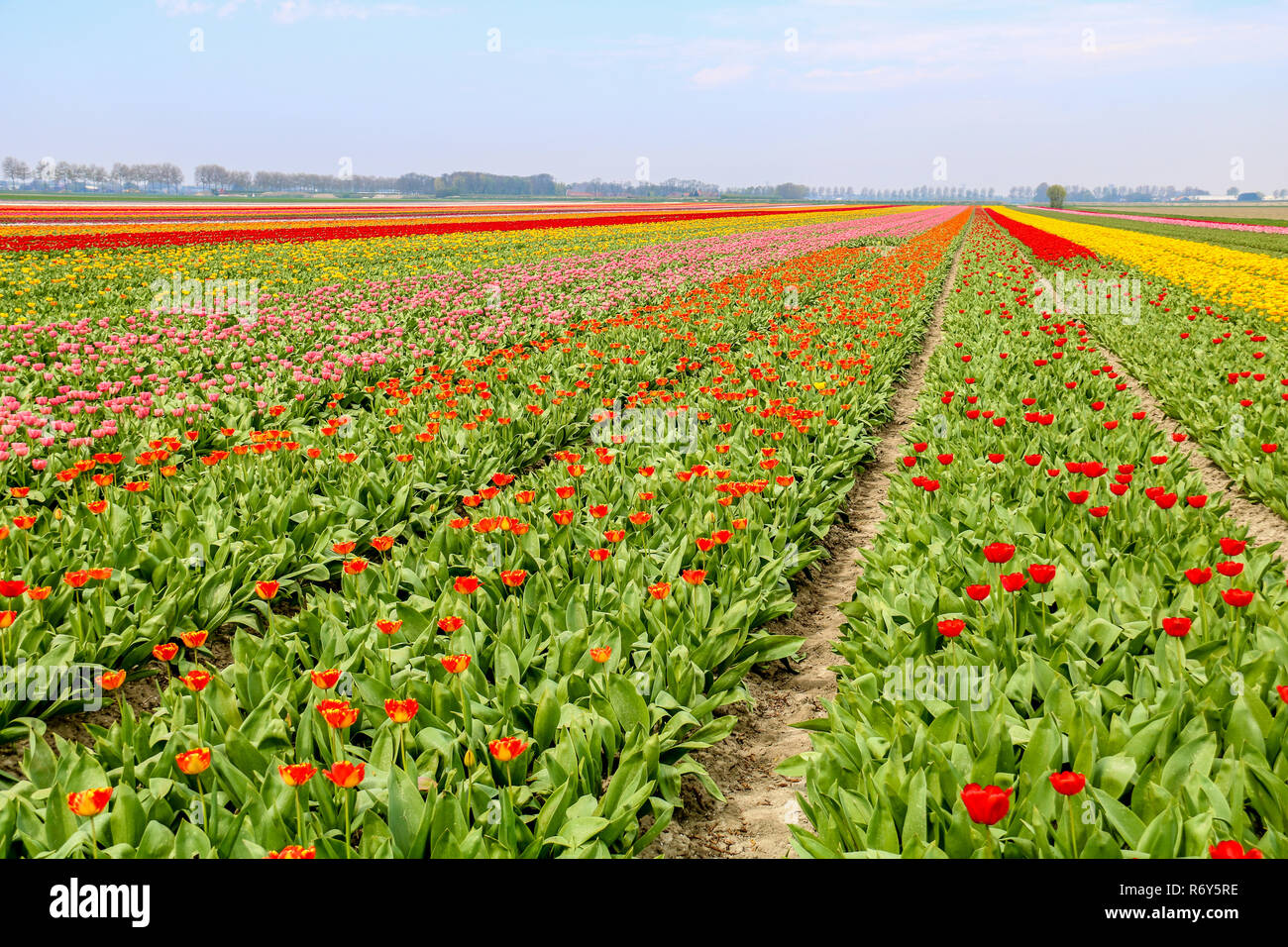 colorful tulip fields in holland in spring Stock Photo - Alamy
