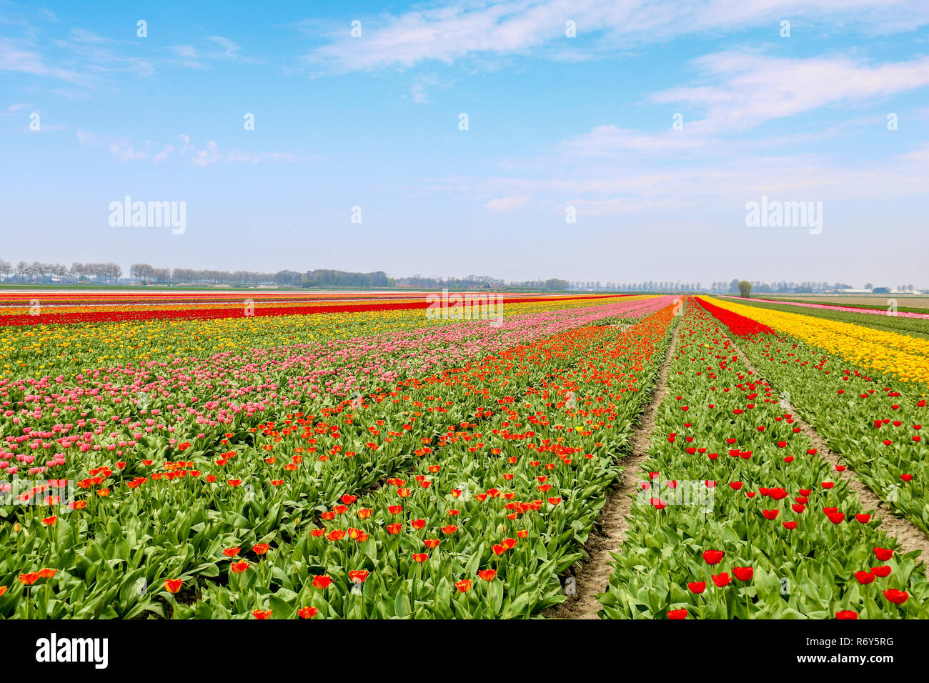 colorful tulip fields in holland in spring Stock Photo - Alamy