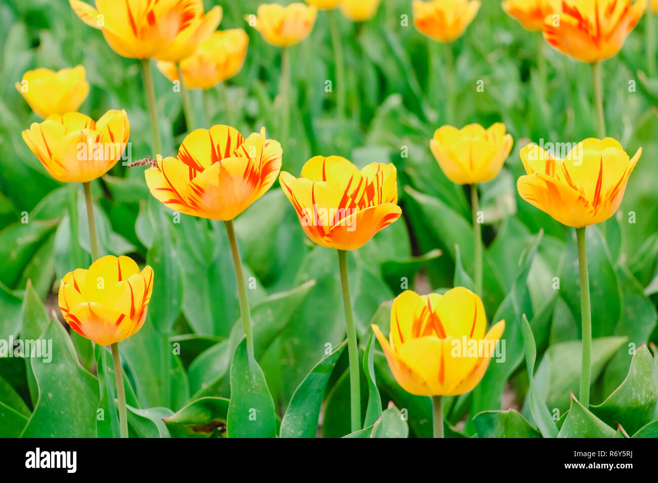 colorful tulip fields in holland in spring Stock Photo - Alamy
