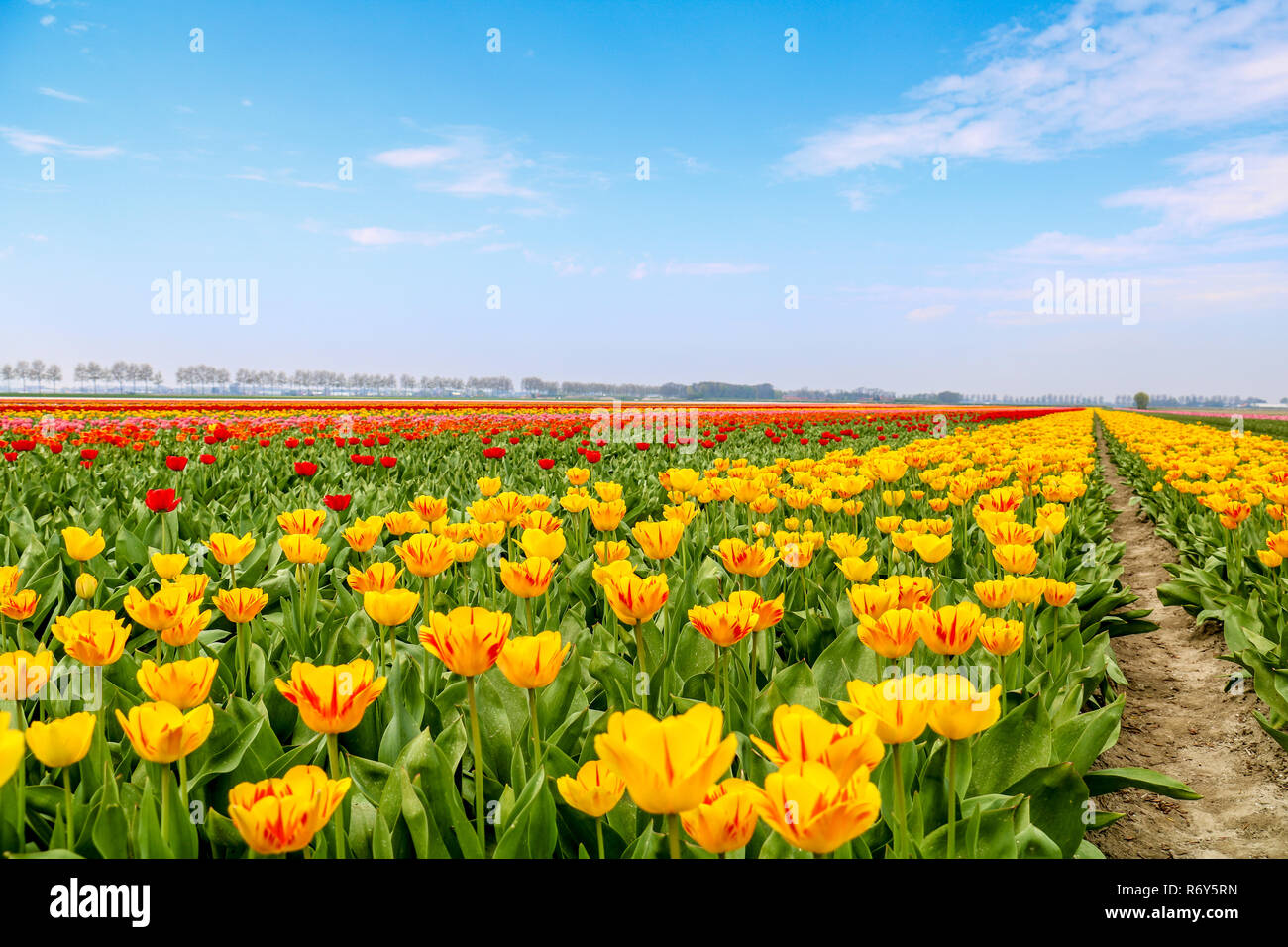 colorful tulip fields in holland in spring Stock Photo - Alamy