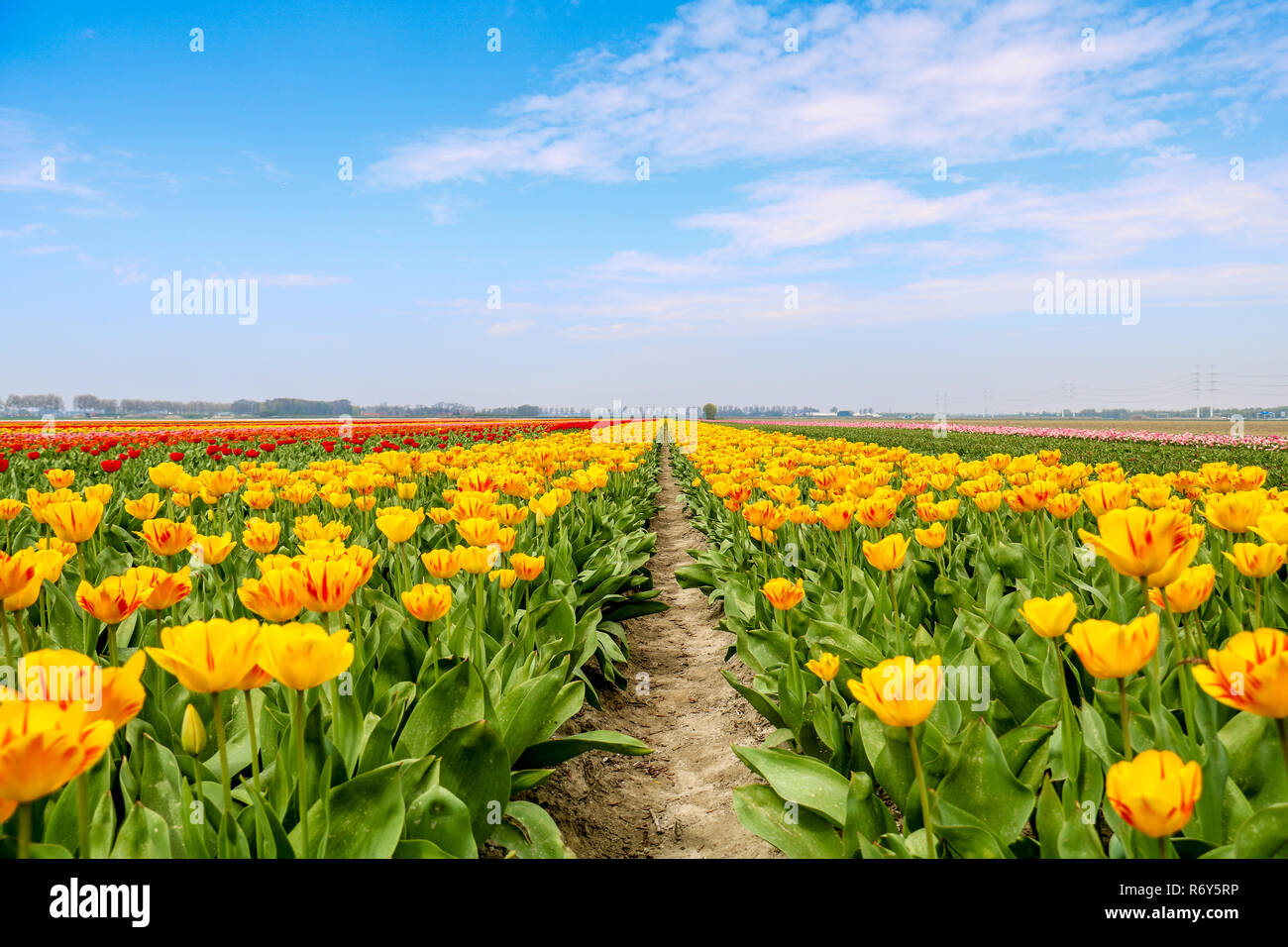 colorful tulip fields in holland in spring Stock Photo - Alamy