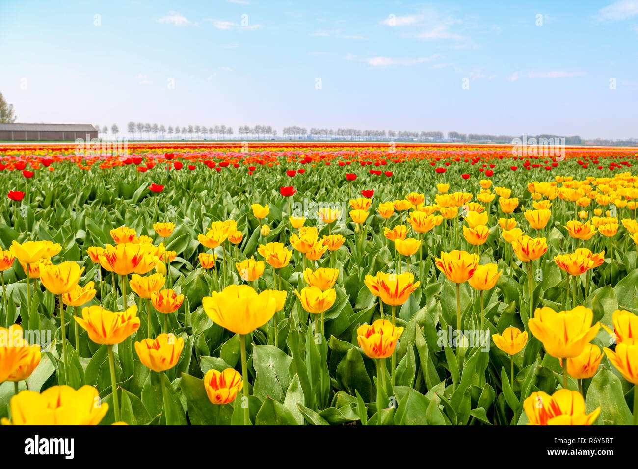 colorful tulip fields in holland in spring Stock Photo - Alamy