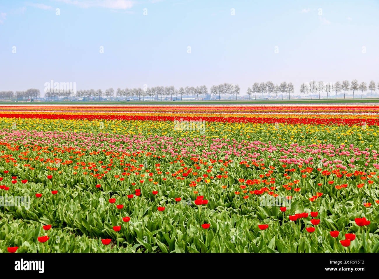 colorful tulip fields in holland in spring Stock Photo - Alamy