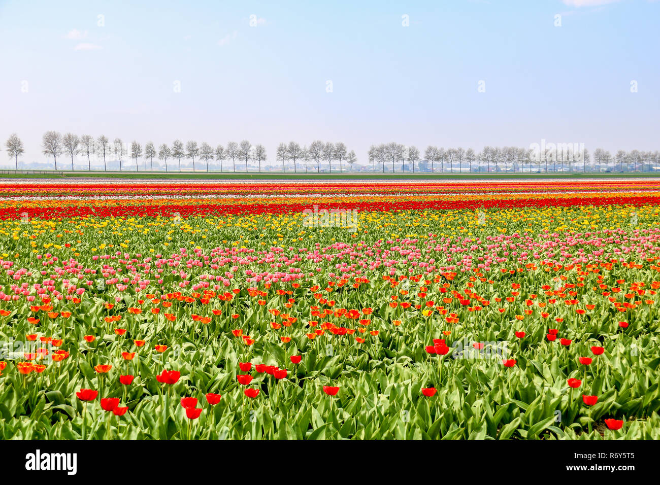 colorful tulip fields in holland in spring Stock Photo - Alamy