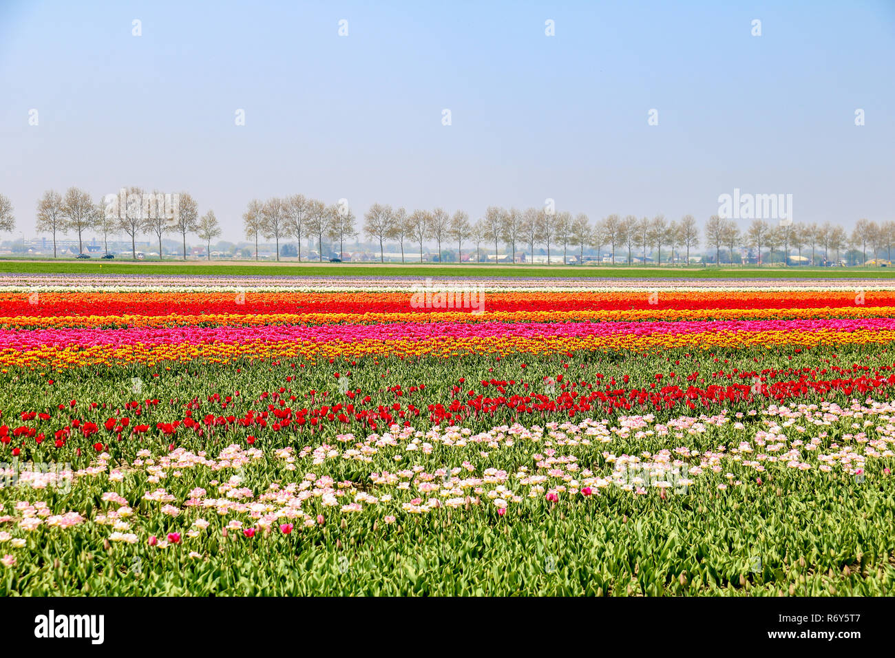 colorful tulip fields in holland in spring Stock Photo - Alamy