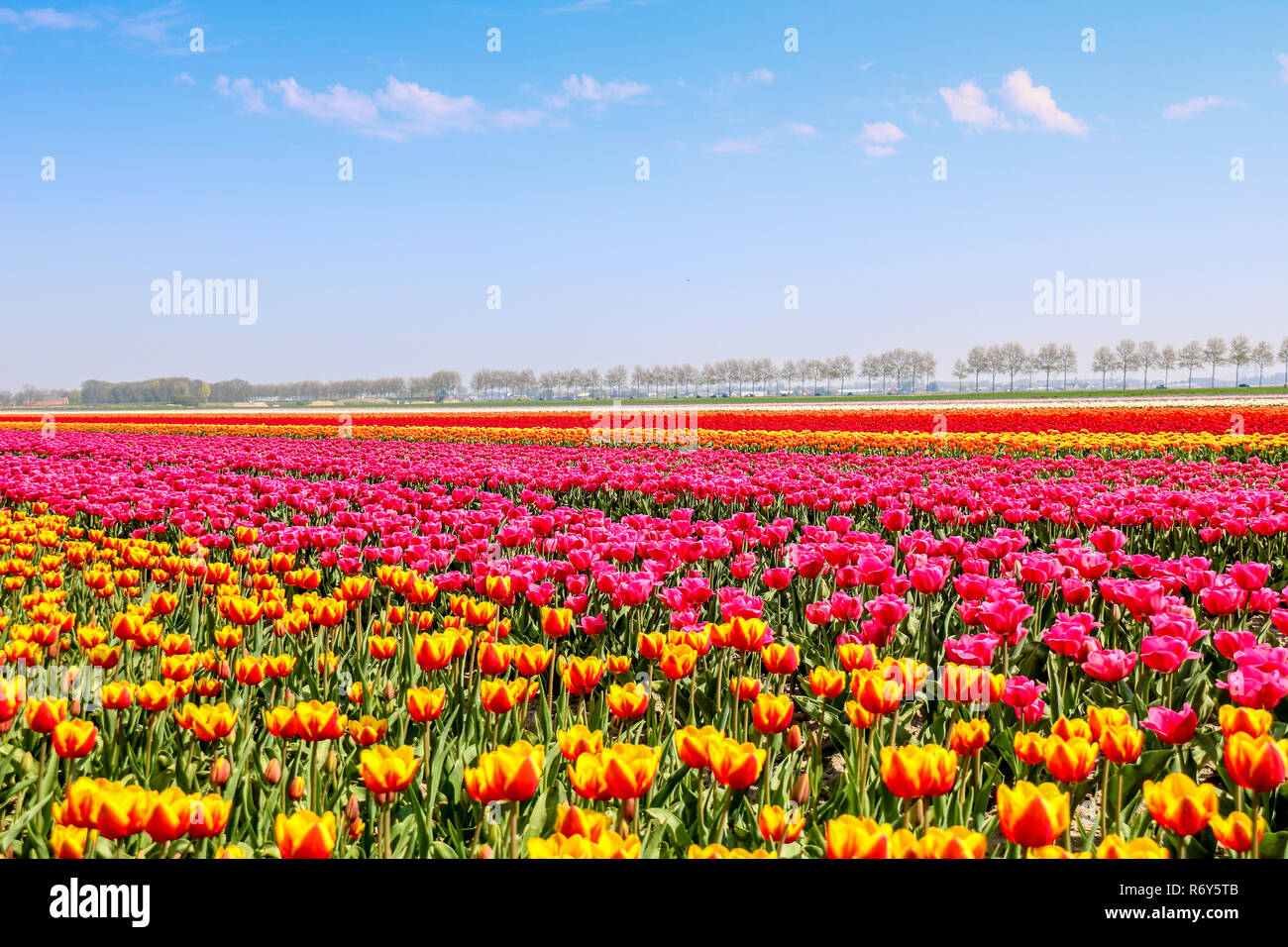 colorful tulip fields in holland in spring Stock Photo - Alamy