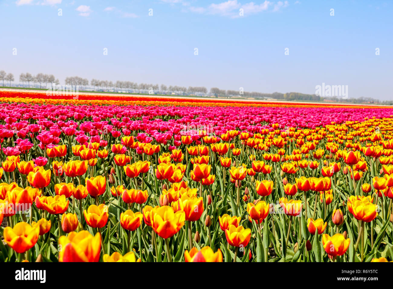 colorful tulip fields in holland in spring Stock Photo - Alamy