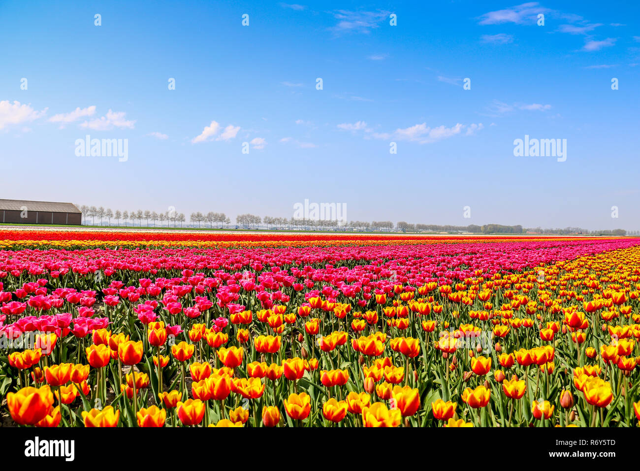colorful tulip fields in holland in spring Stock Photo - Alamy