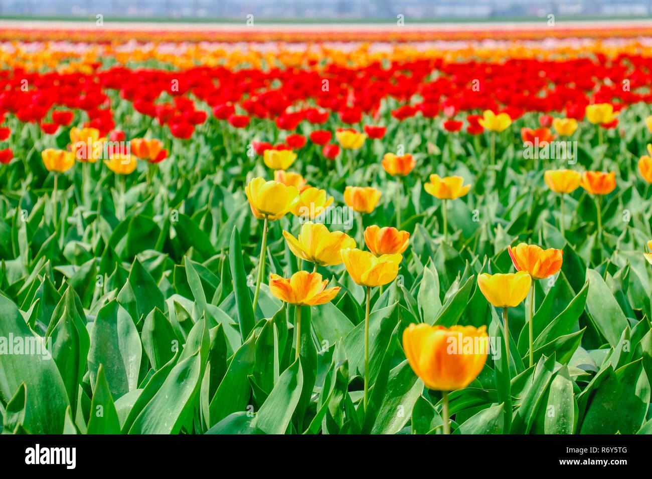 colorful tulip fields in holland in spring Stock Photo - Alamy