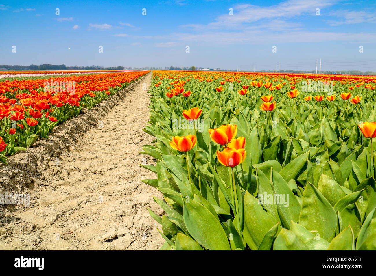 colorful tulip fields in holland in spring Stock Photo - Alamy