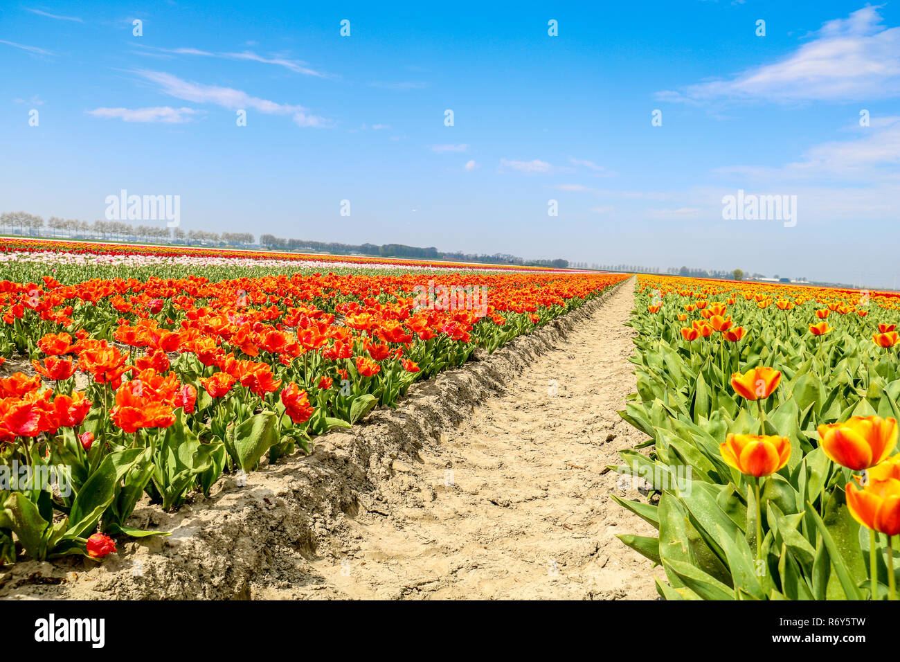 colorful tulip fields in holland in spring Stock Photo - Alamy
