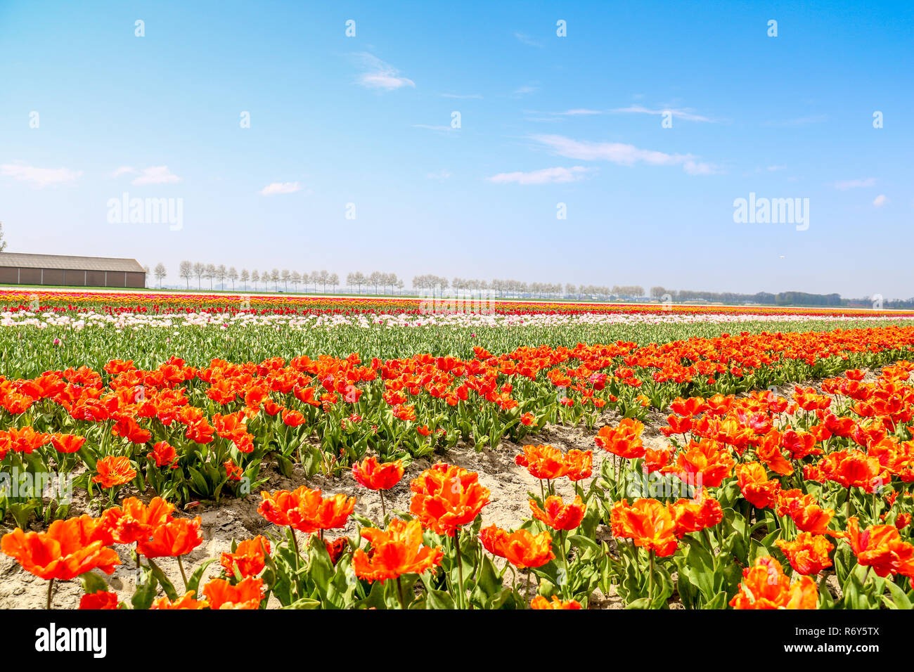 colorful tulip fields in holland in spring Stock Photo - Alamy