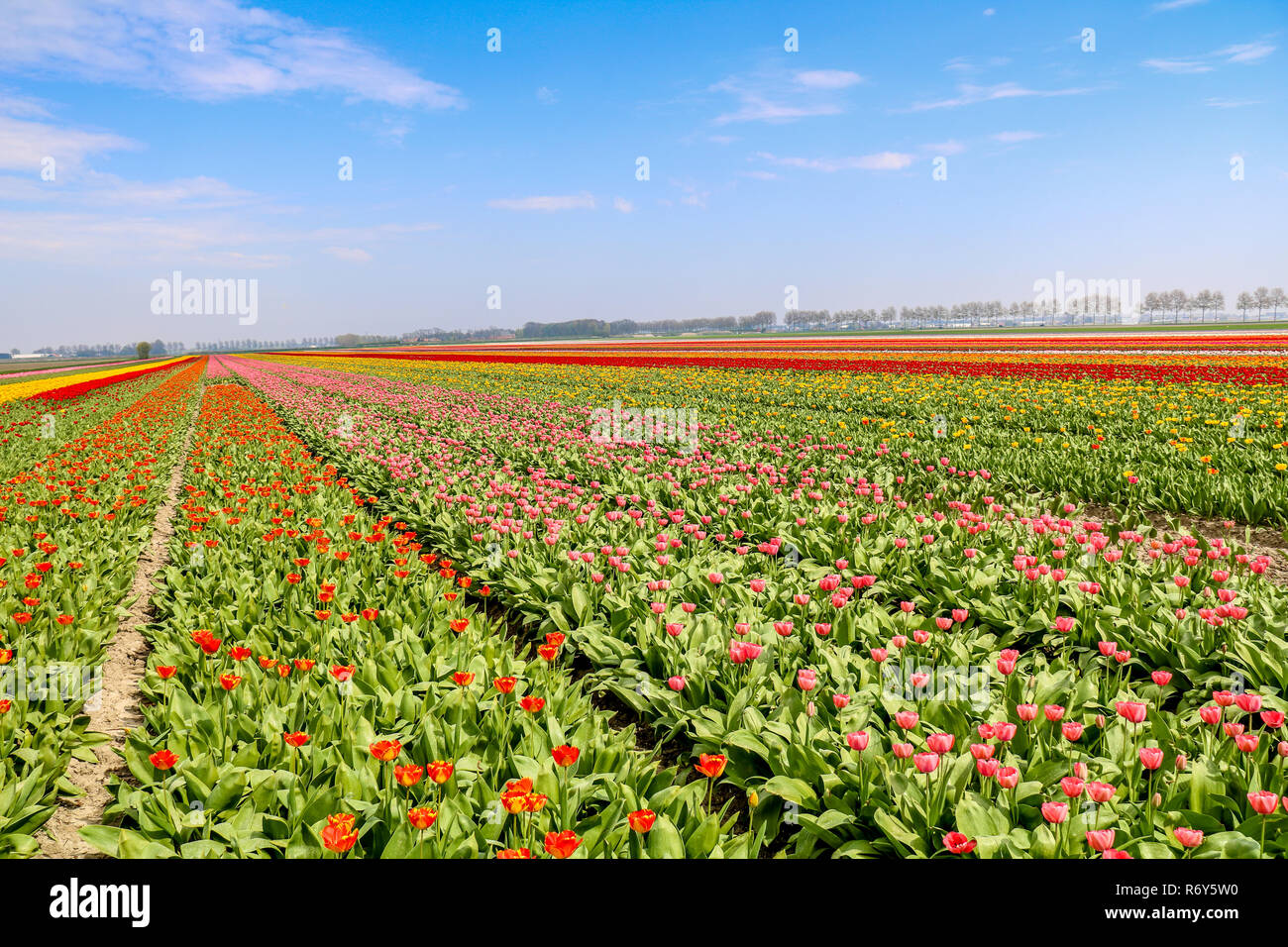 colorful tulip fields in holland in spring Stock Photo - Alamy