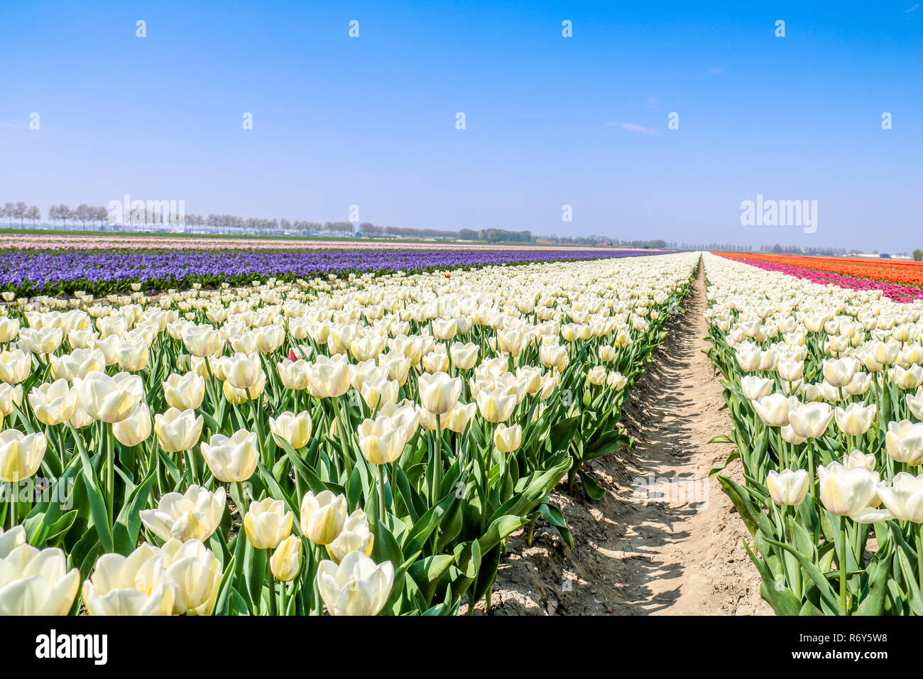 colorful tulip fields in holland in spring Stock Photo - Alamy