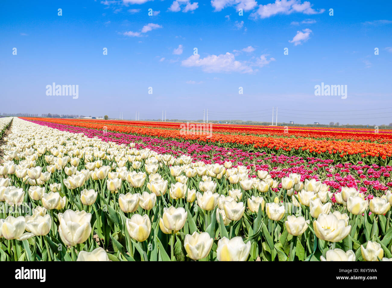 colorful tulip fields in holland in spring Stock Photo - Alamy