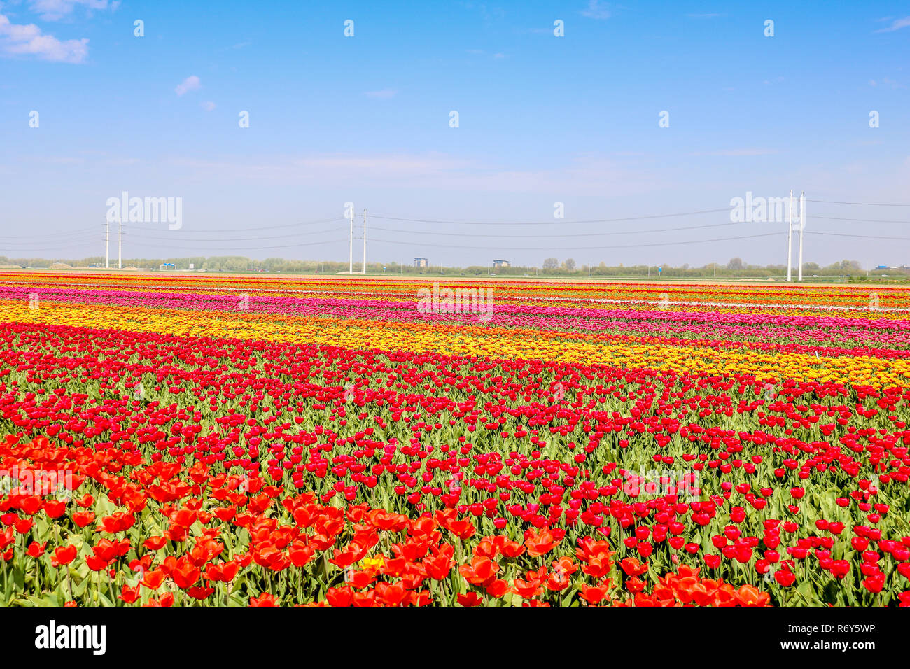 colorful tulip fields in holland in spring Stock Photo - Alamy